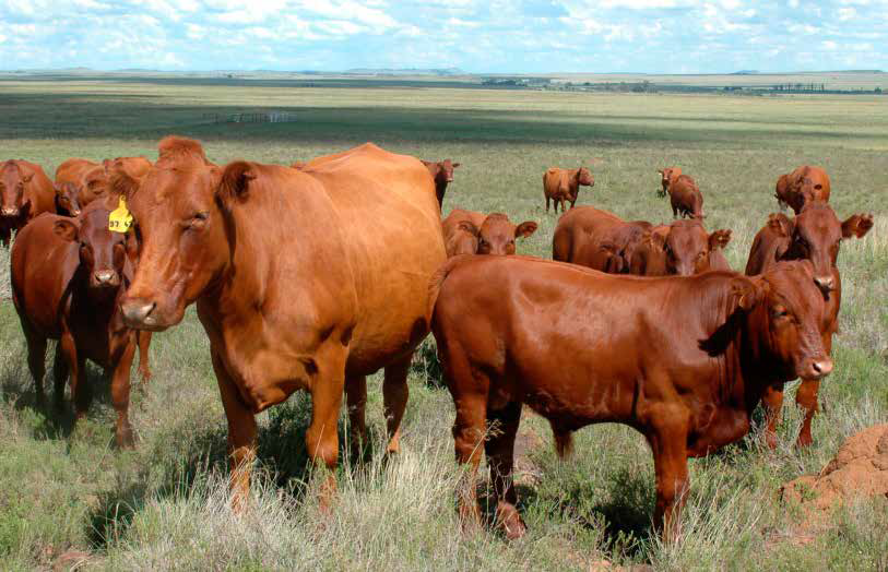 Why Bonsmara Cows Should Be Your First Choice | De Beer Bonsmara